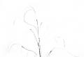 How to draw a birch