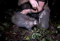 The largest rat in the world - contenders for the honorary title What is the largest rat