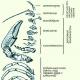 Class crustaceans Structure and reproduction of crayfish