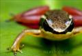 The frog is poisonous.  Poisonous tree frog.  Wild Lifestyle