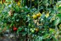 Farmer's advice: how to easily and when to plant tomato seedlings in open ground?